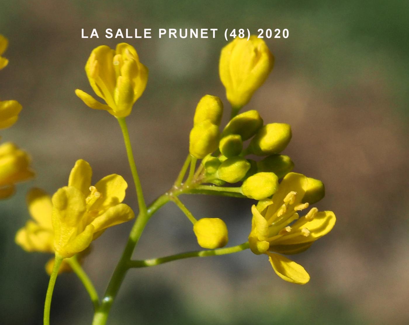 Yellow-cress, Pyrennean flower